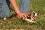 BORDER COLLIE 013